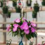 New Guinea Impatiens – Super Sonic Lavender – 8″ Hanging Basket